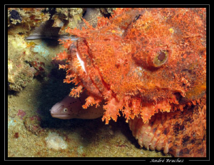 coucou.... :o) by André Bruchez 